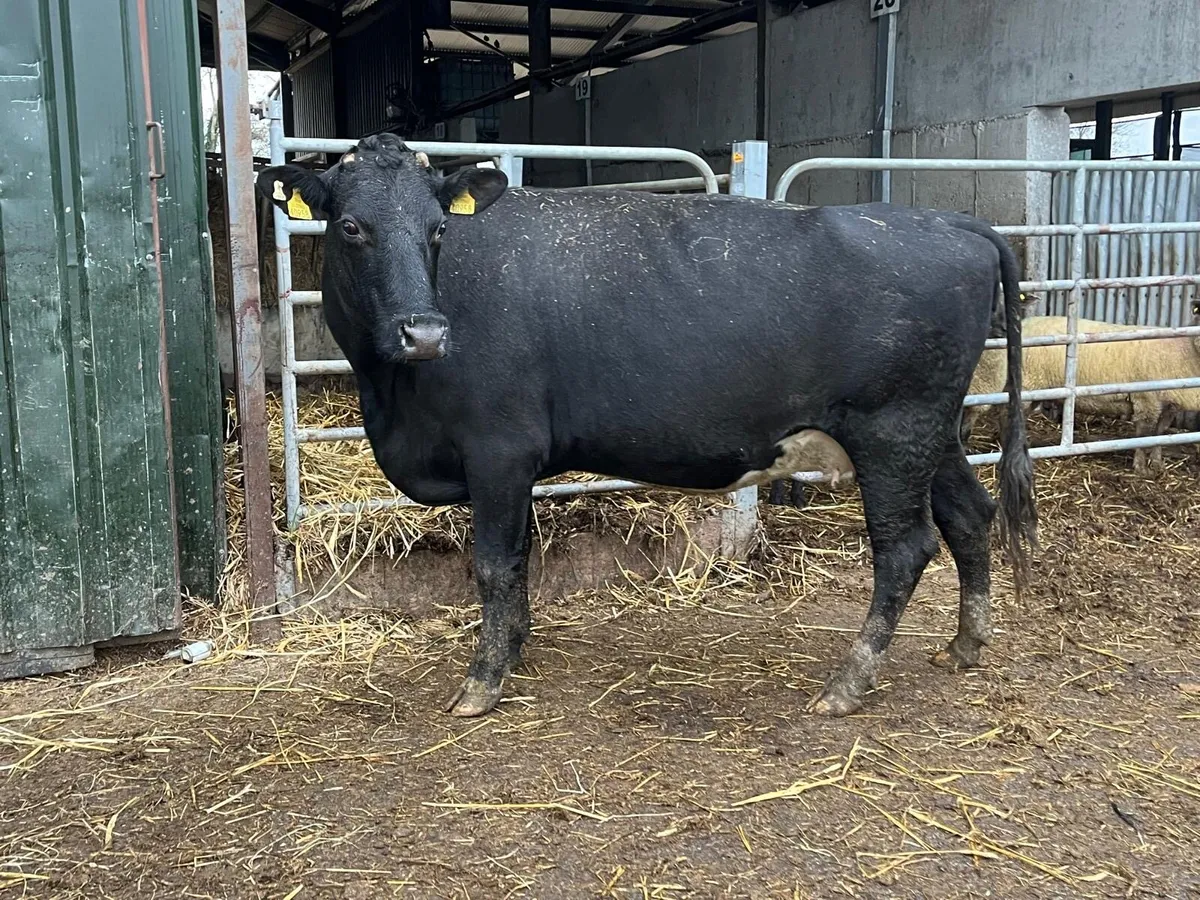 December calving Angus 2nd calver - Image 3