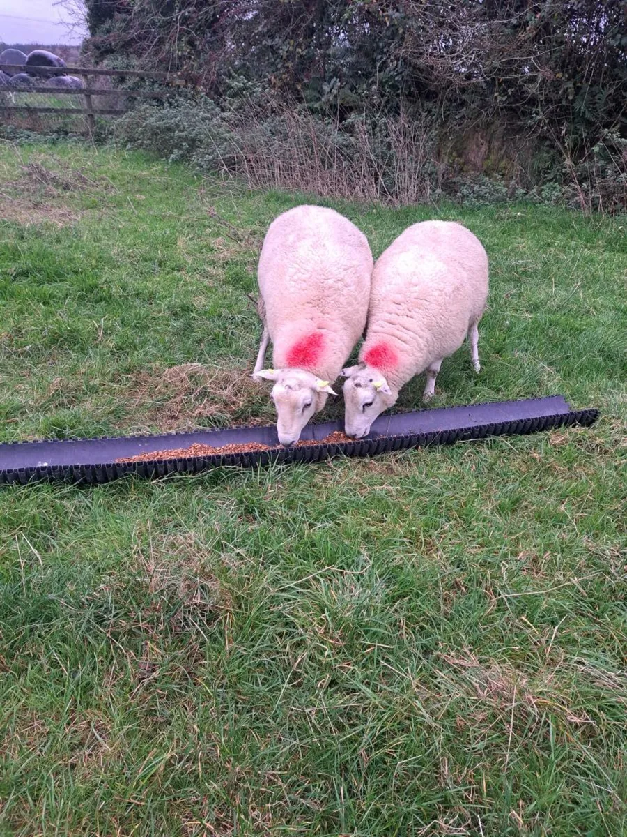 Belclare rams - Image 1