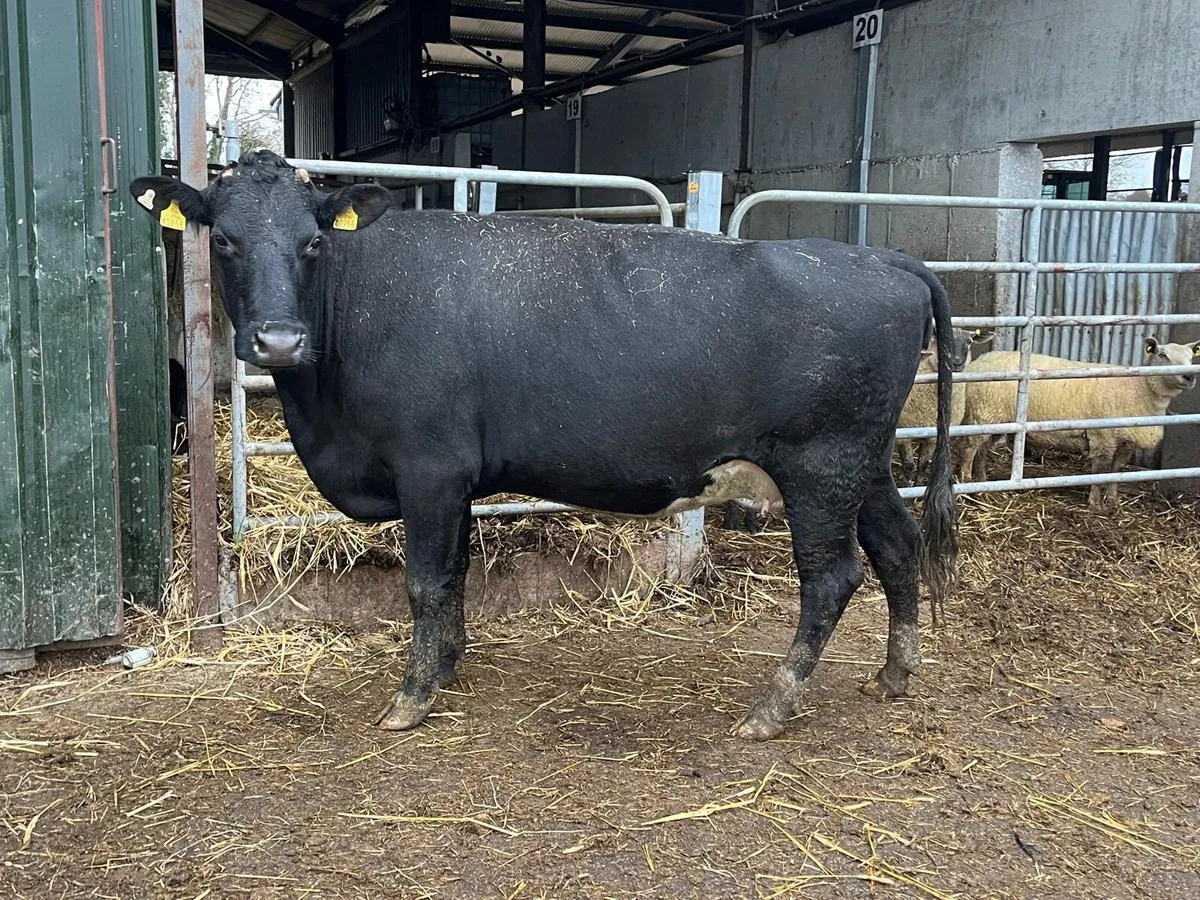 December calving Angus 2nd calver - Image 4