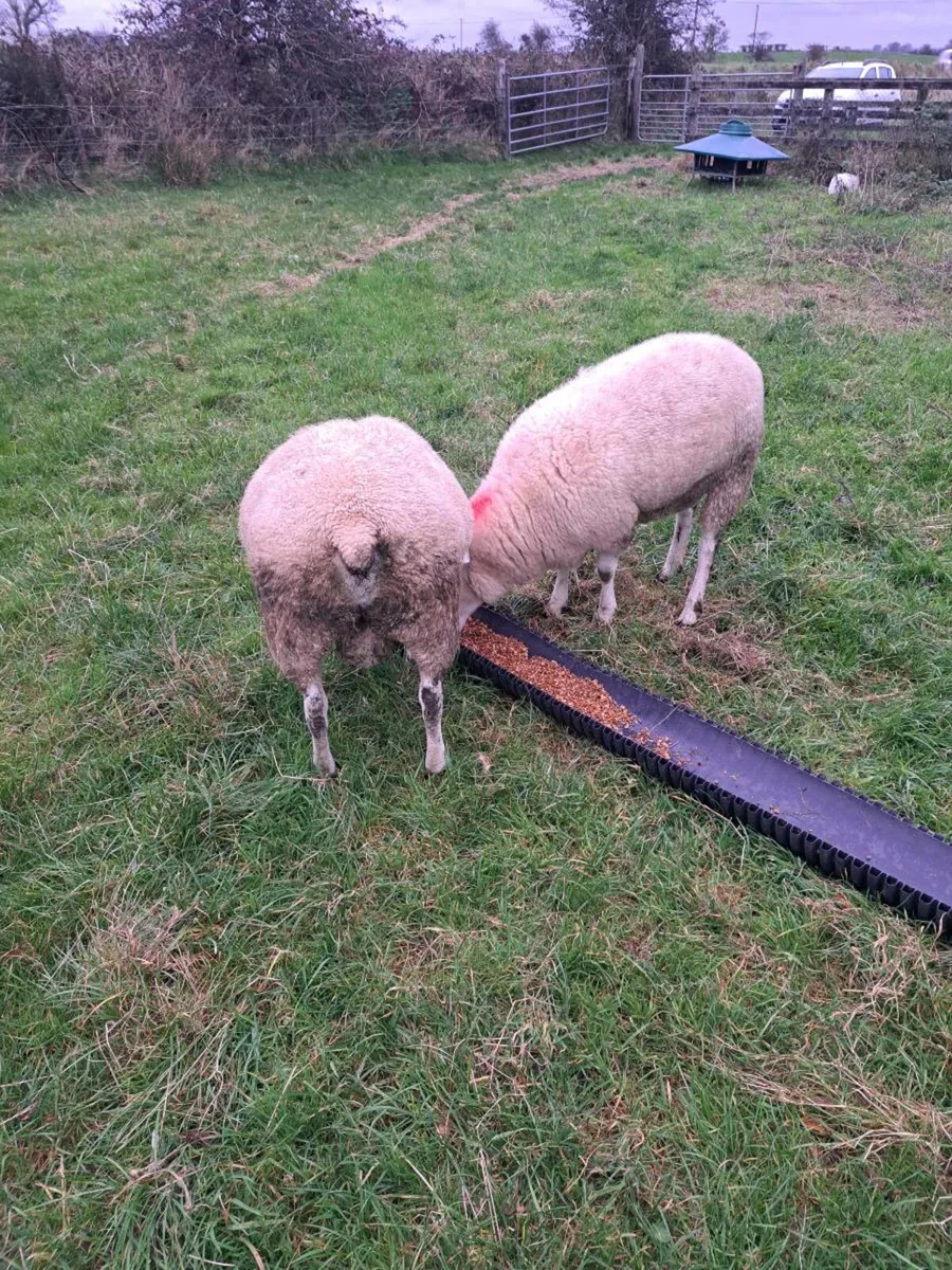 Belclare rams - Image 2