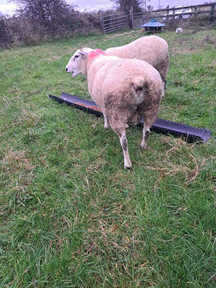 Belclare rams - Image 3