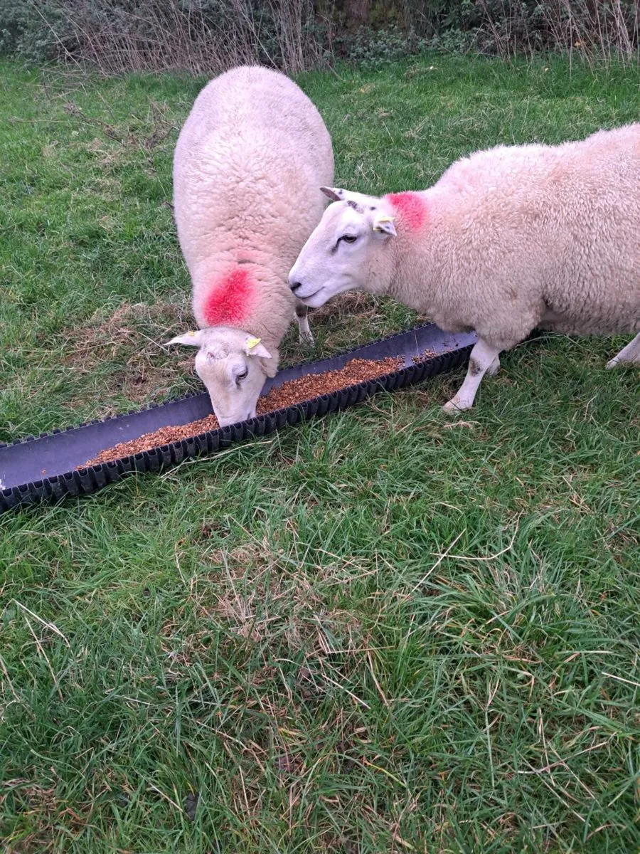 Belclare rams - Image 4