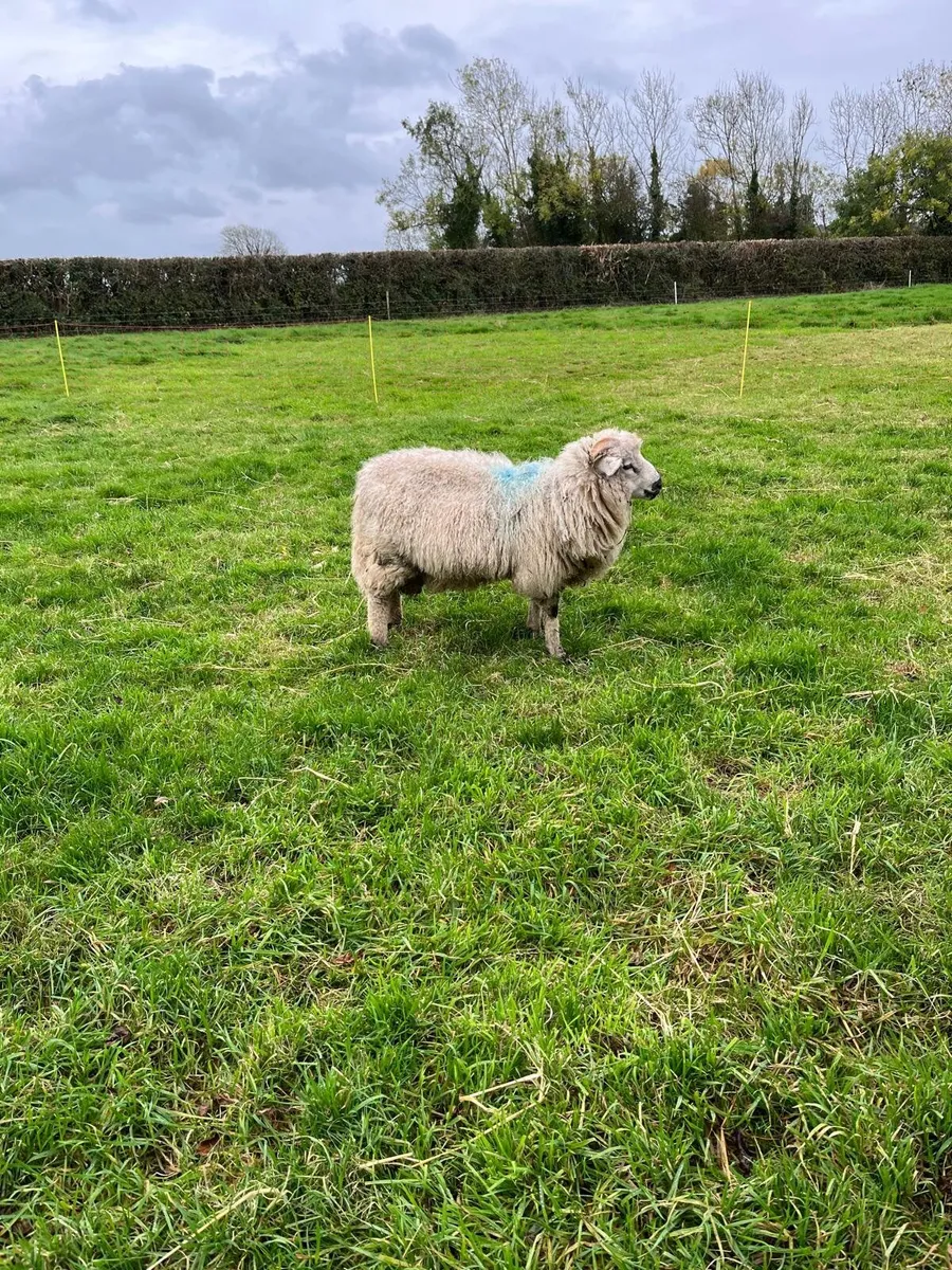 Ram lamb - Image 1