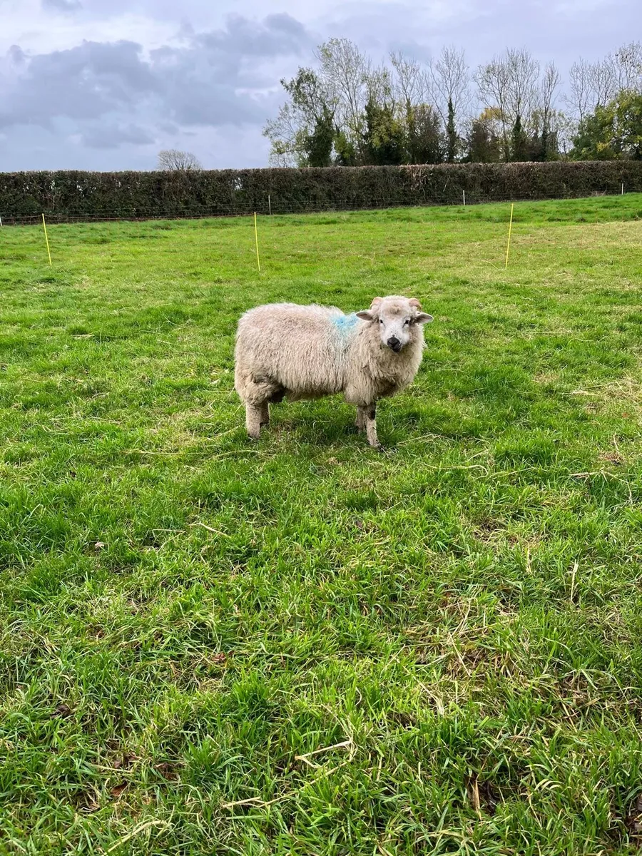 Ram lamb - Image 2