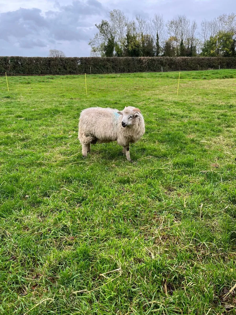 Ram lamb - Image 3