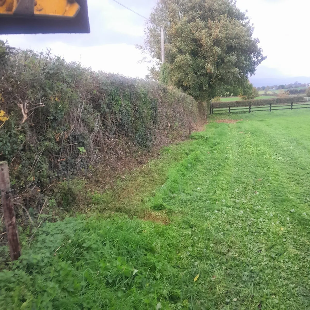 🌳Hedgecutting Services🌳 - Image 2