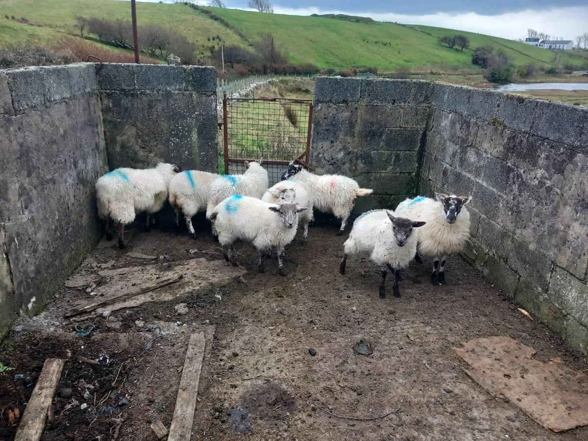 HillTex ewe lambs - Image 1