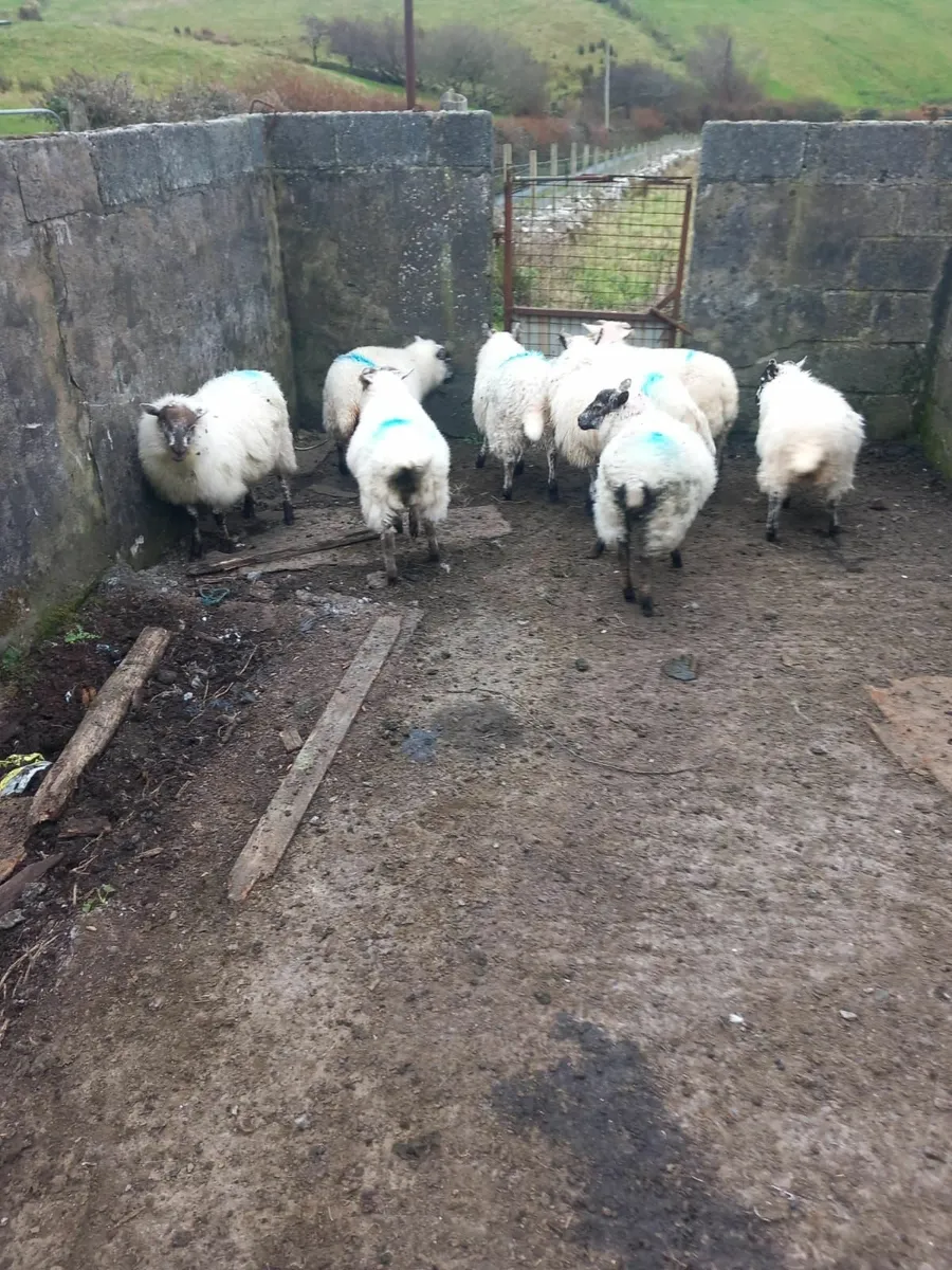 HillTex ewe lambs - Image 2