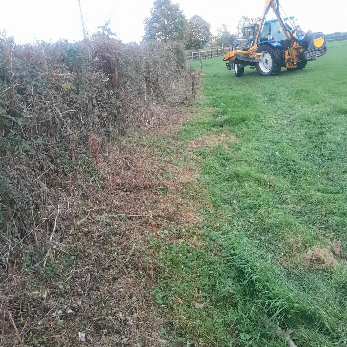 🌳Hedgecutting Services🌳 - Image 4