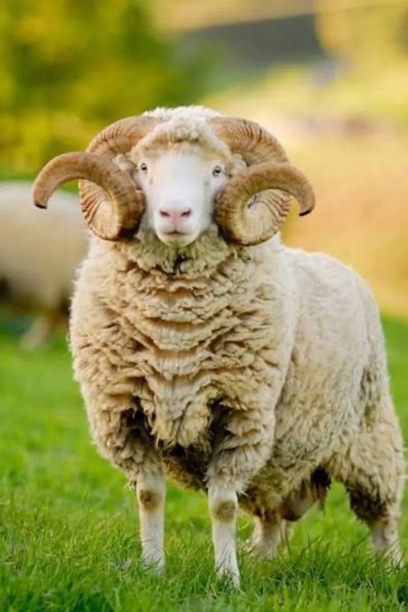 Horned Dorset ram wanted 1 year plus