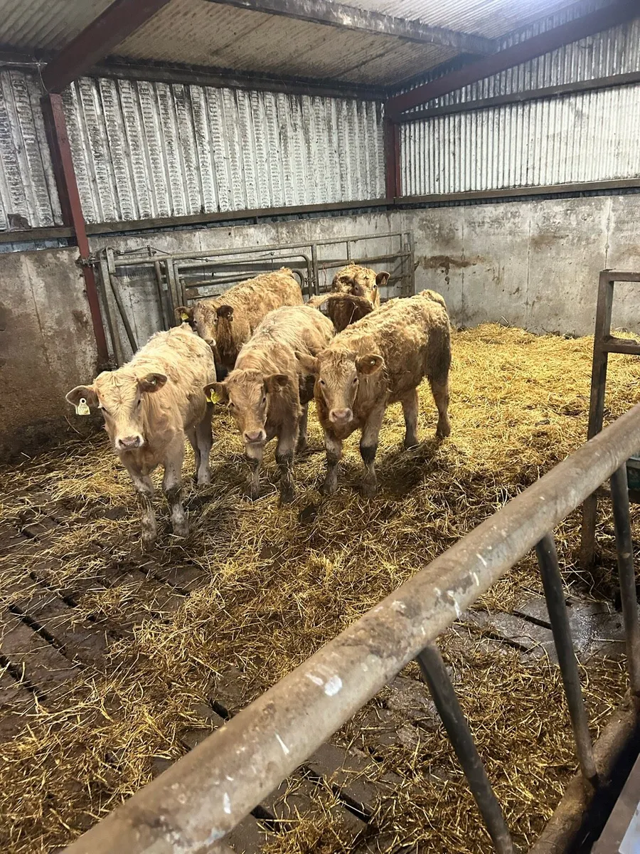Golden CHX Weanlings - Image 1