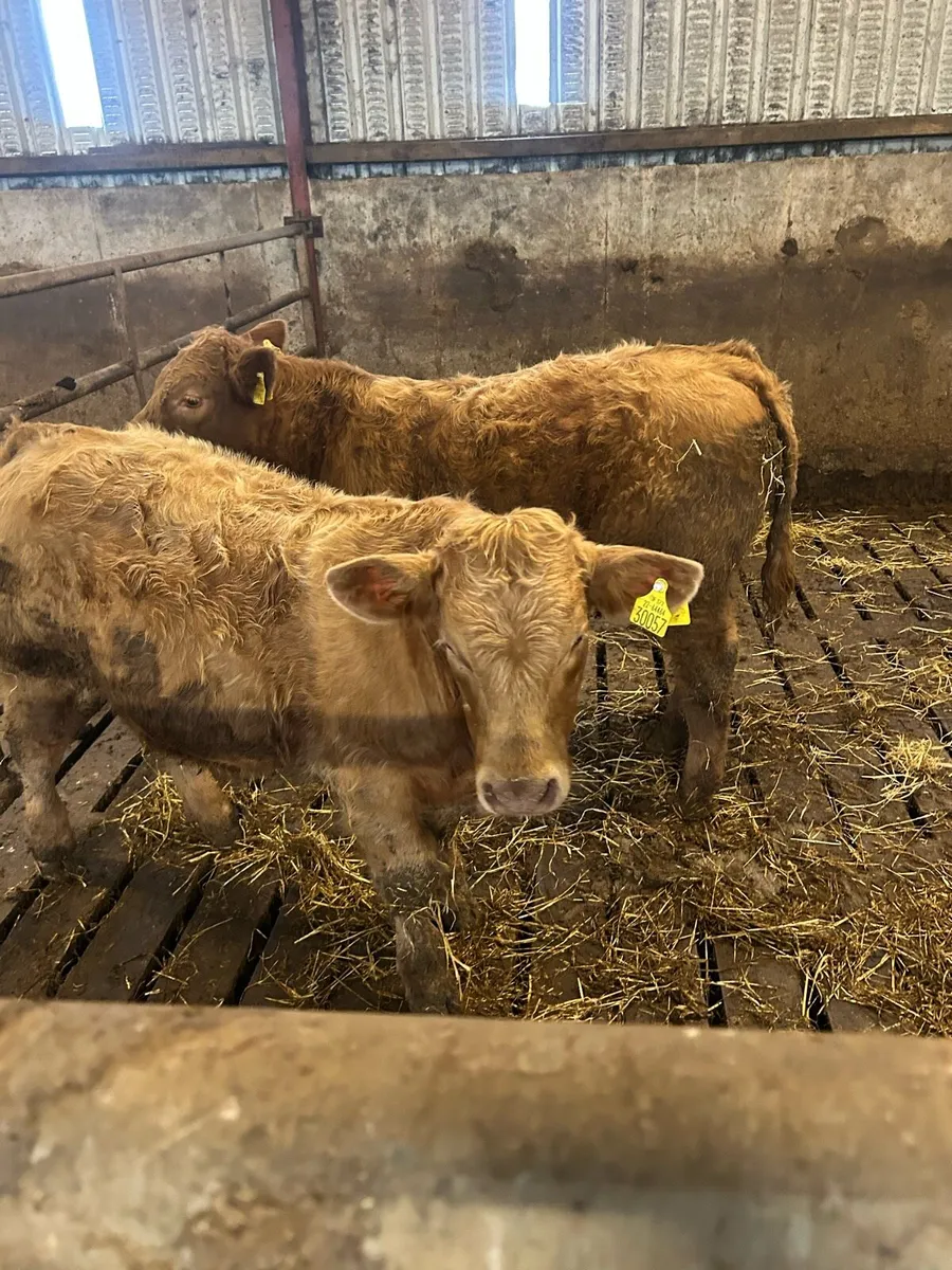 Golden CHX Weanlings - Image 2
