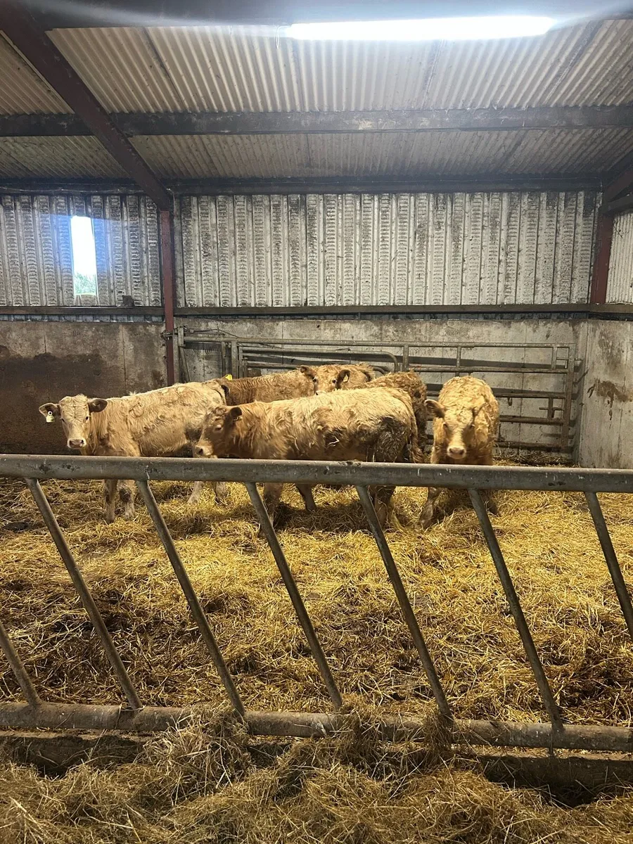 Golden CHX Weanlings - Image 3