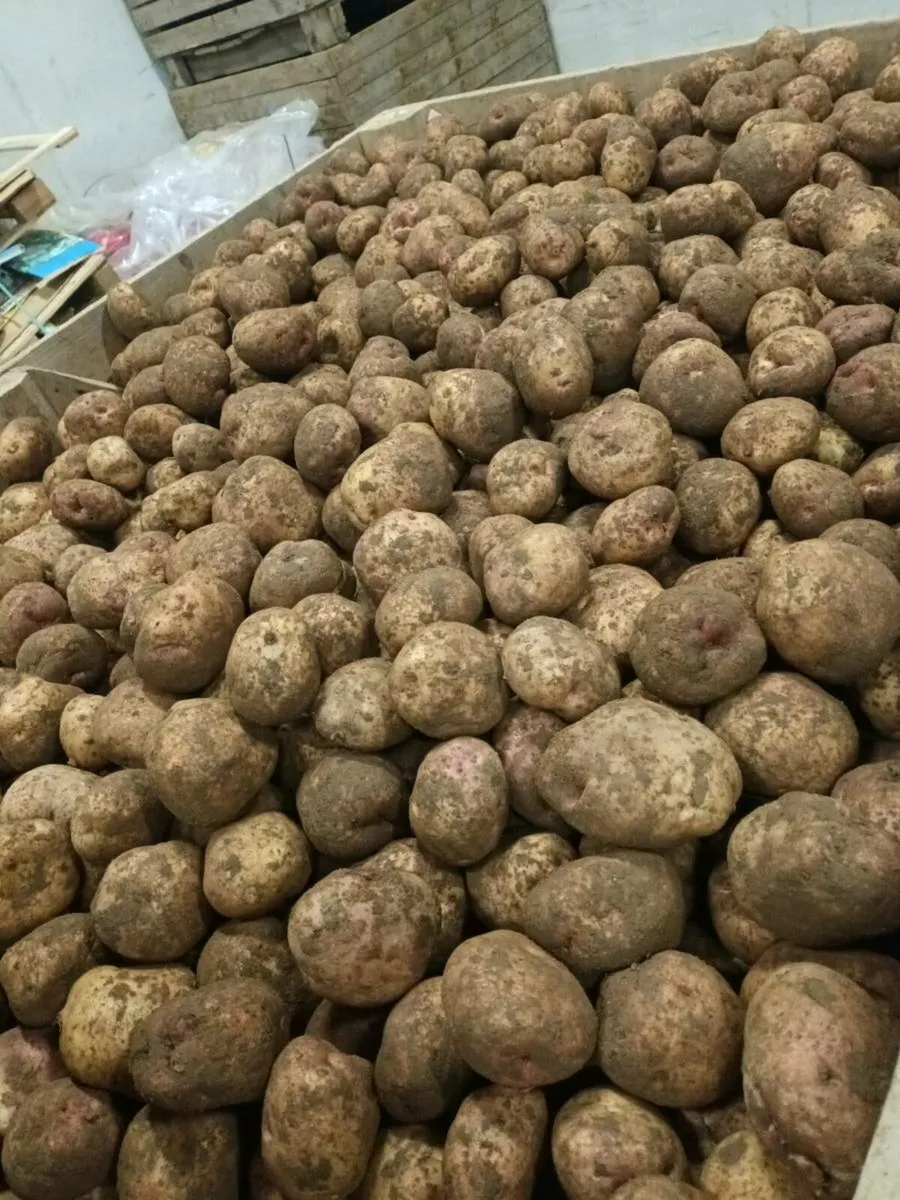 Kerr pink potatoes - Image 1