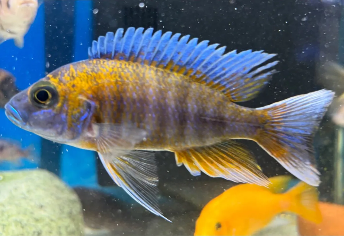 Cichlids - Image 2