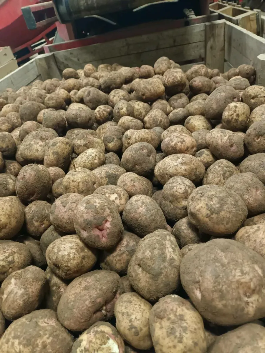 Kerr pink potatoes - Image 2