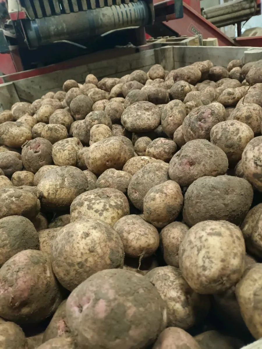 Kerr pink potatoes - Image 3