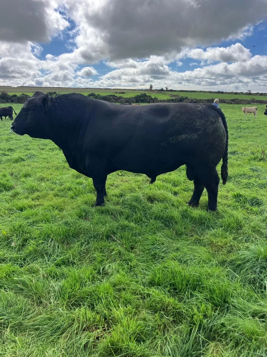 Aberdeen Angus Bull - Image 1
