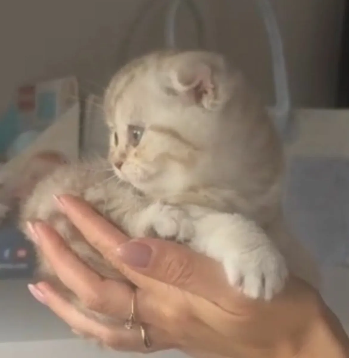 Scottish fold and straight kittens - Image 1
