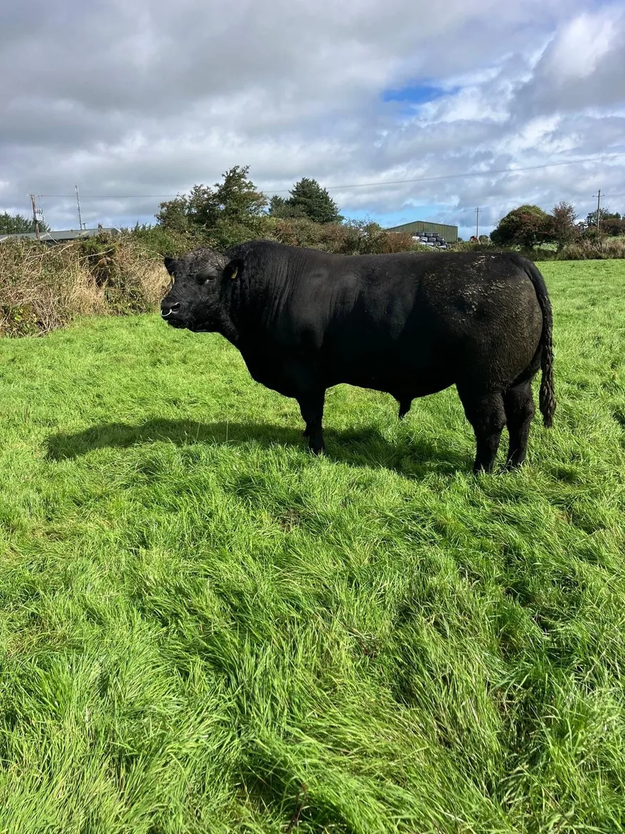 Aberdeen Angus Bull - Image 2