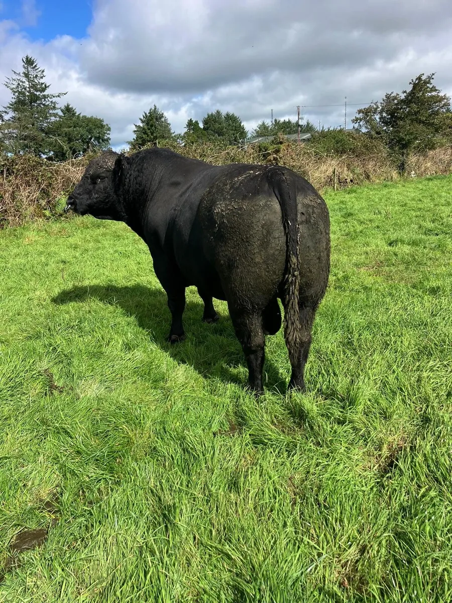 Aberdeen Angus Bull - Image 3