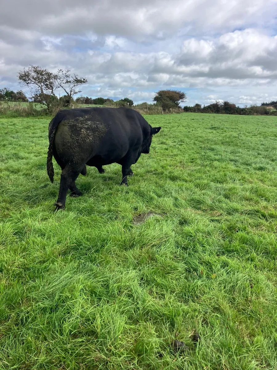 Aberdeen Angus Bull - Image 4