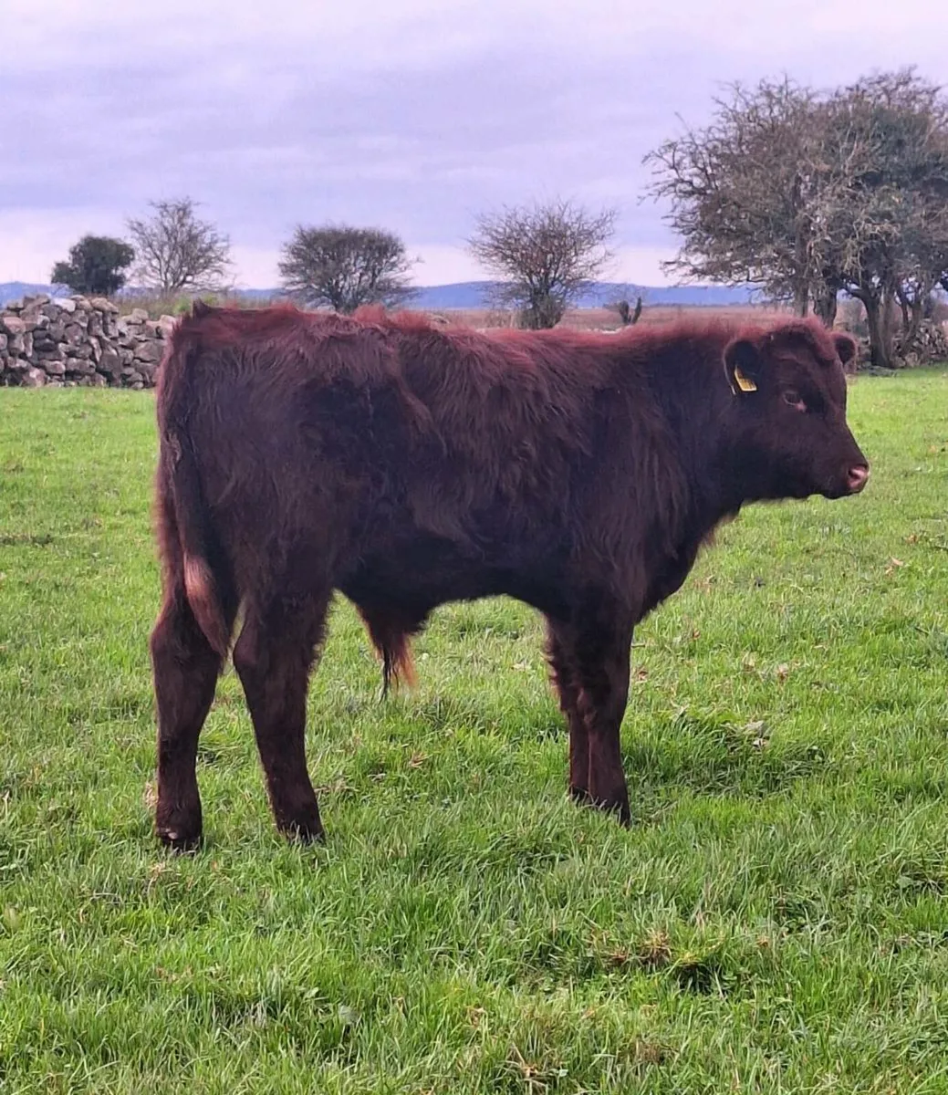 Shorthorn Bull Weanling. - Image 1
