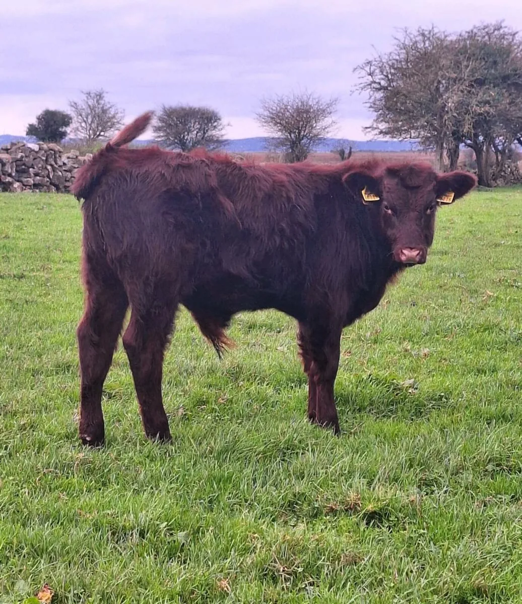 Shorthorn Bull Weanling. - Image 2