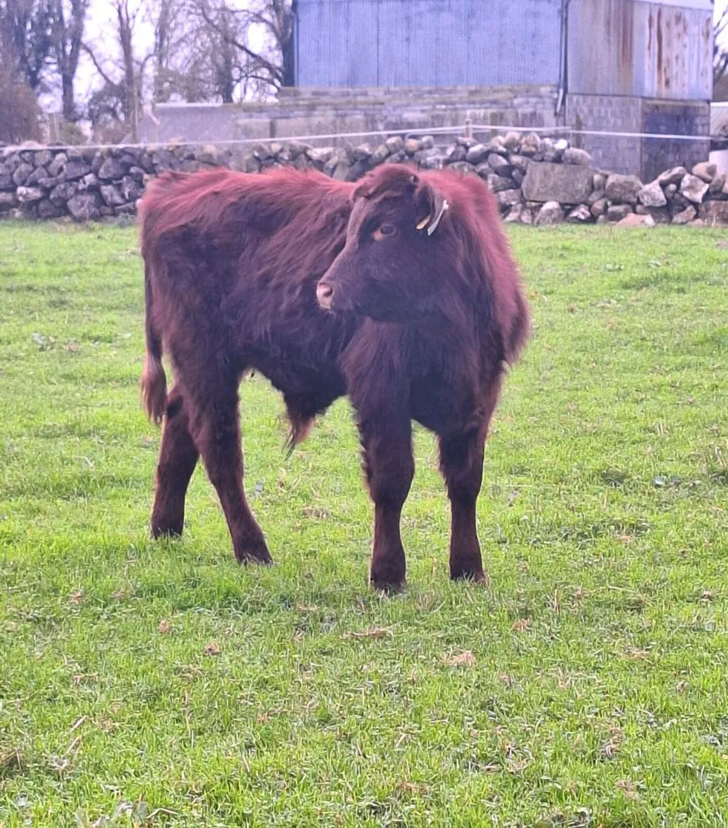 Shorthorn Bull Weanling. - Image 3