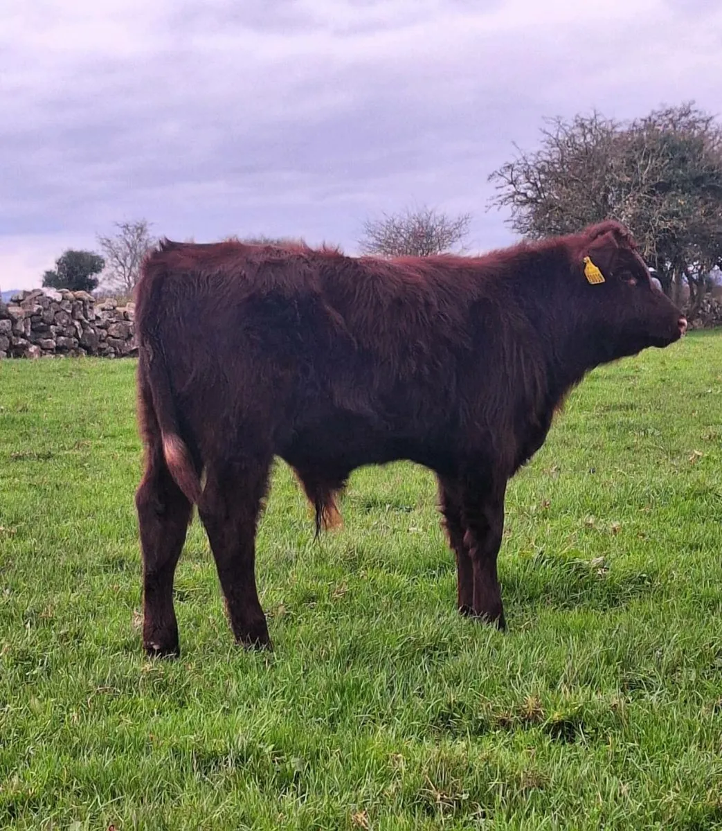 Shorthorn Bull Weanling. - Image 4