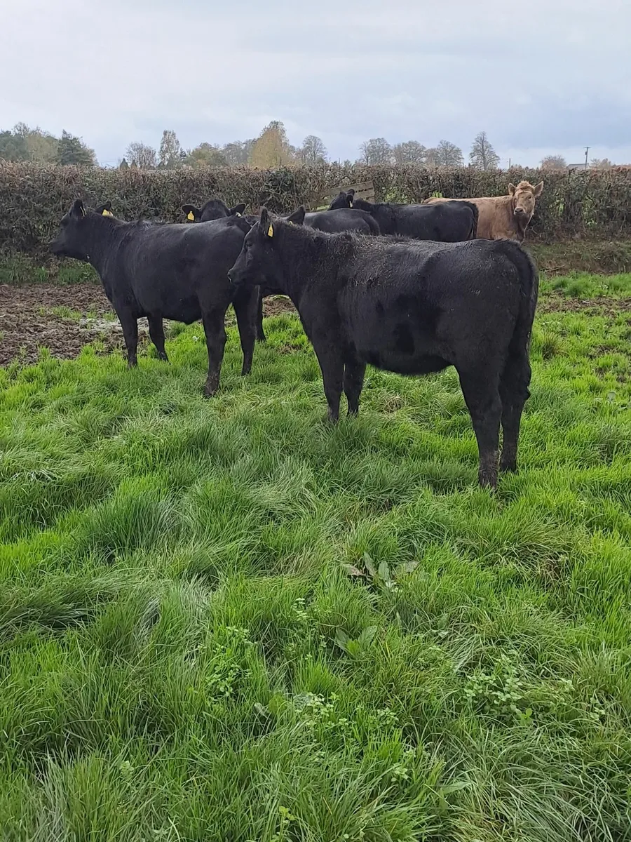 BEEF CATTLE - Image 4