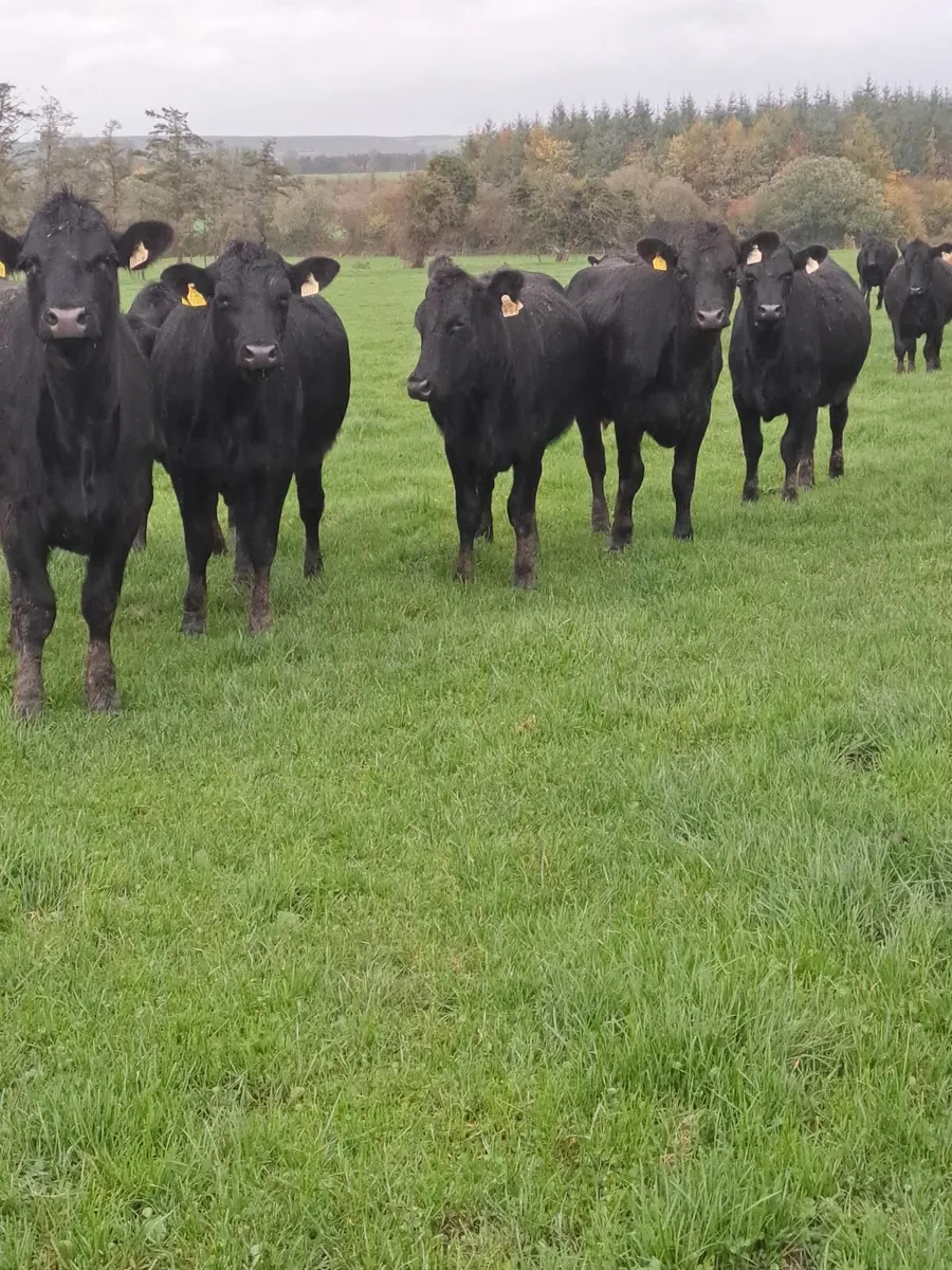 BEEF CATTLE - Image 1