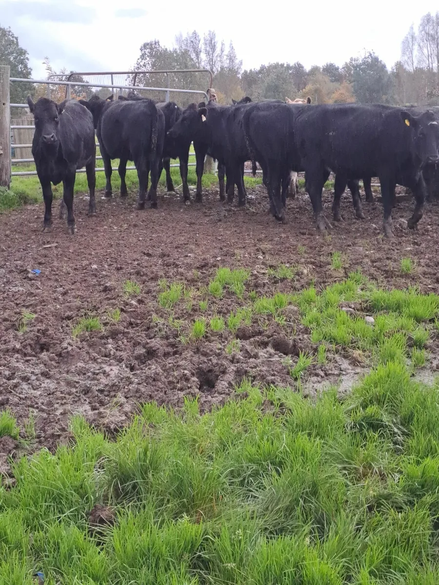 BEEF CATTLE - Image 2