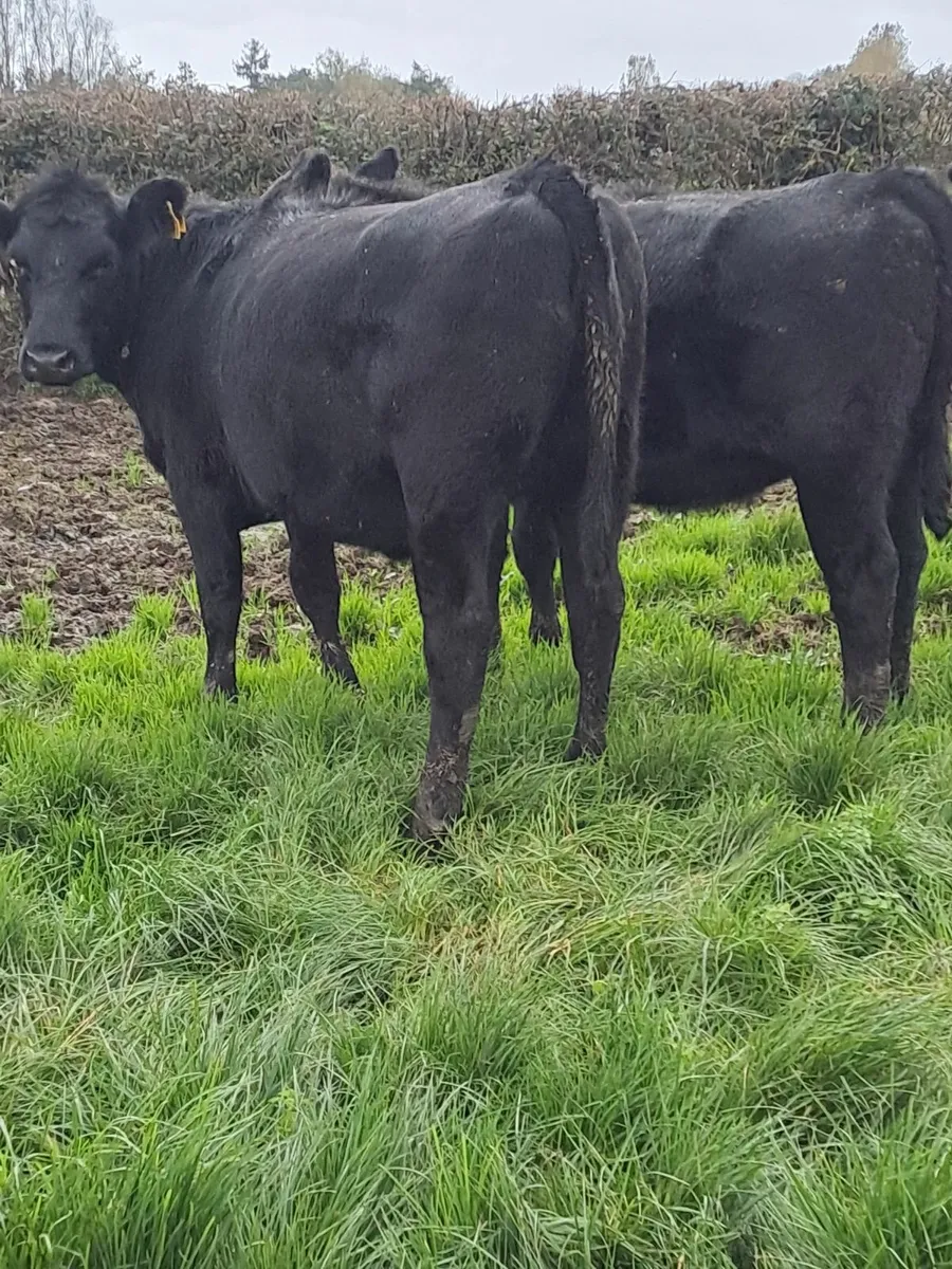 BEEF CATTLE - Image 3