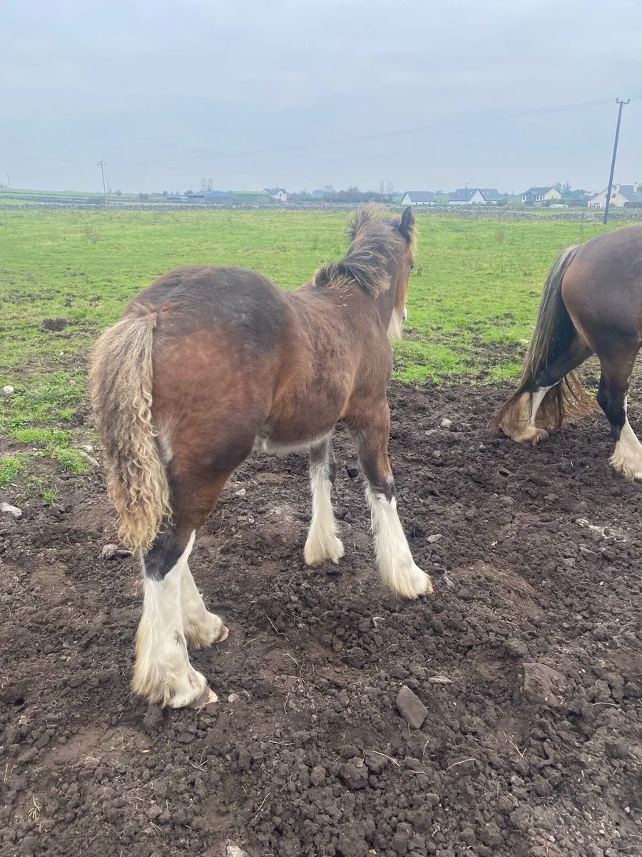 Colt foal - Image 2