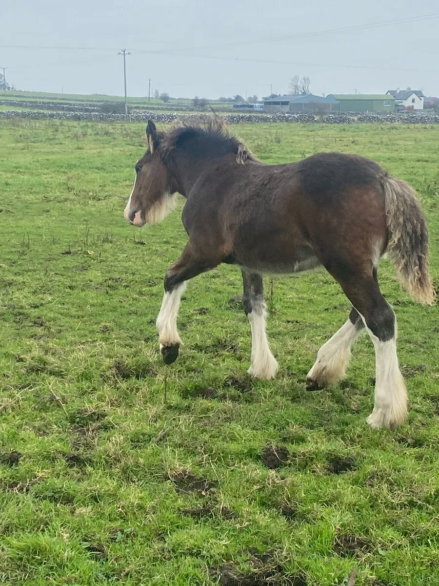 Colt foal - Image 4
