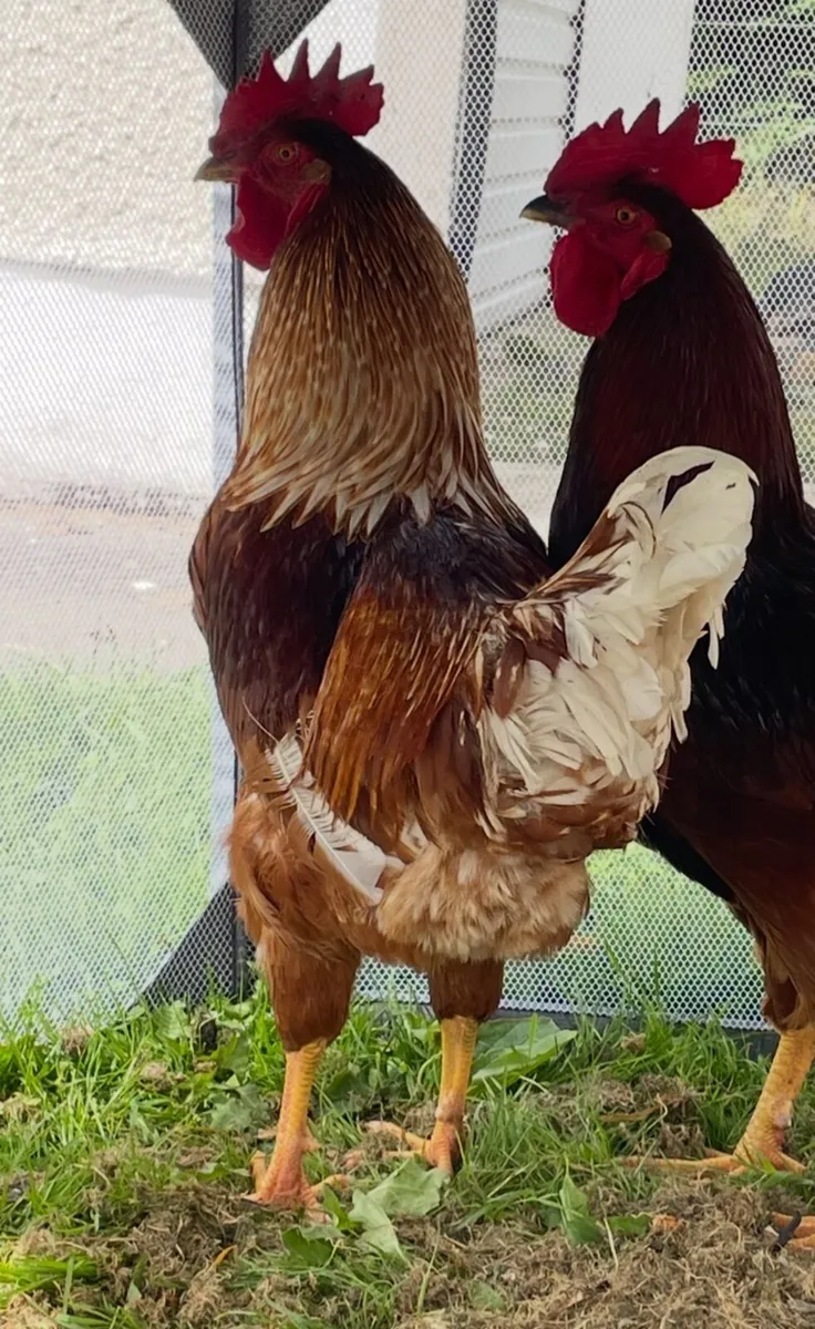 Rooster - Image 1