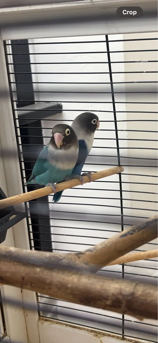 Lovebirds - Pair Black Masked with Cage - Image 1