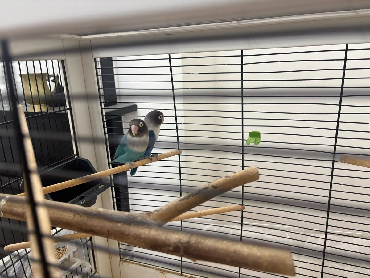 Lovebirds - Pair Black Masked with Cage - Image 2