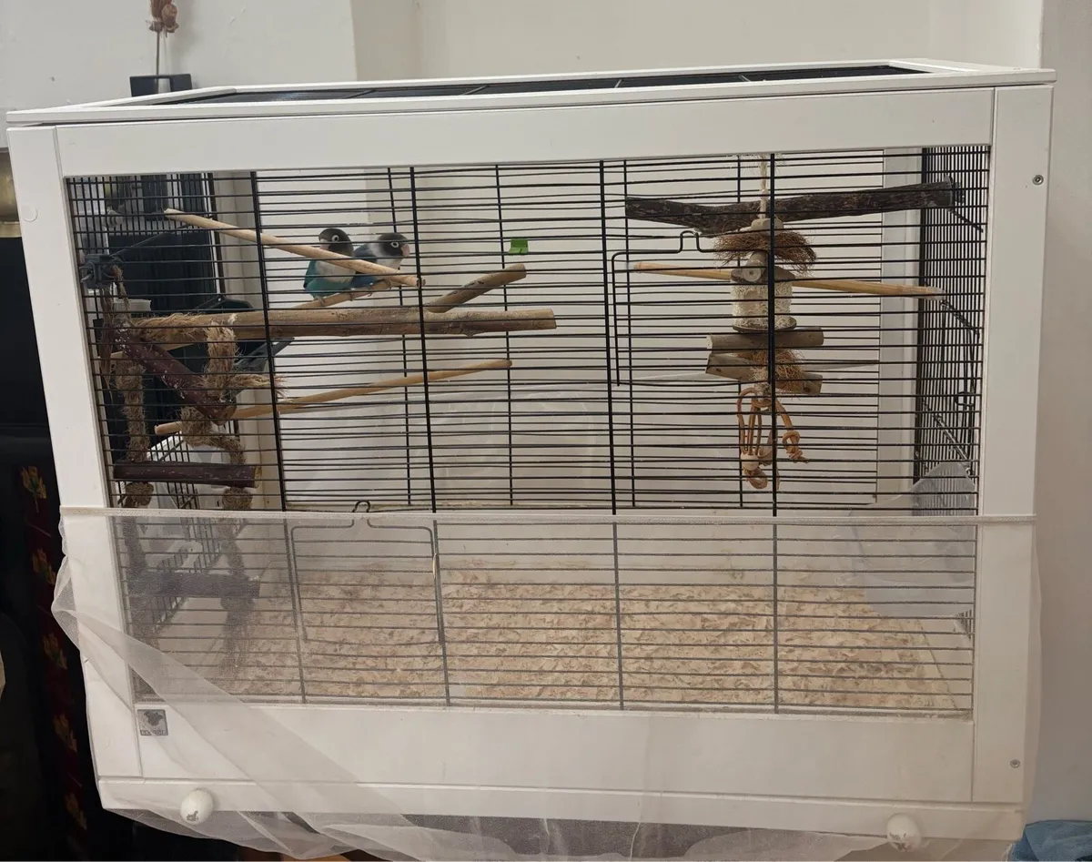 Lovebirds - Pair Black Masked with Cage - Image 3
