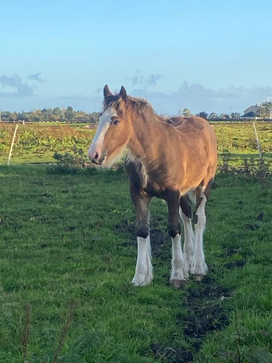 Colt foal - Image 1