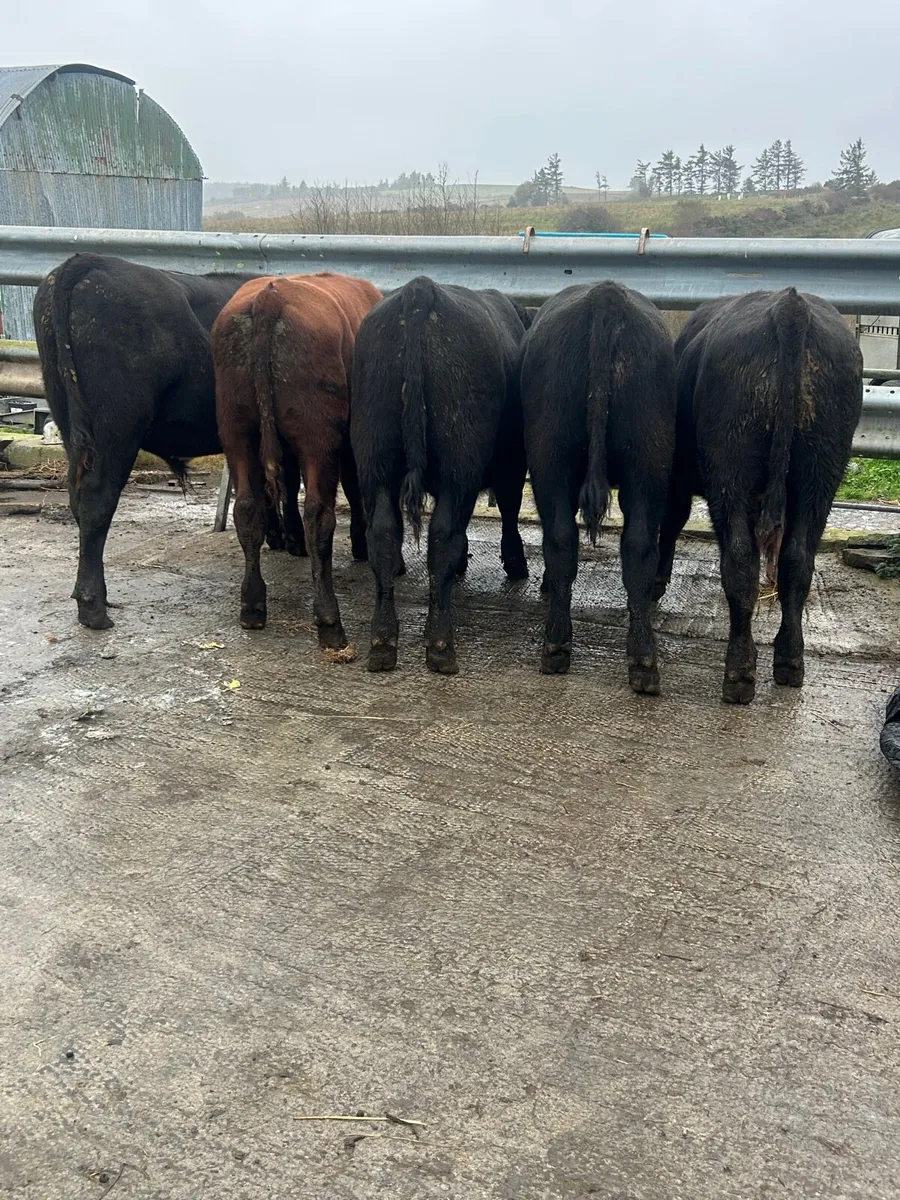 5 Angus bullocks 340kg - Image 1