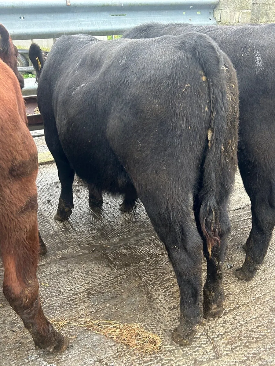 5 Angus bullocks 340kg - Image 2