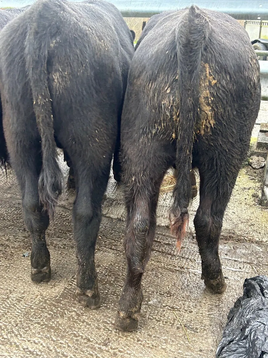 5 Angus bullocks 340kg - Image 3