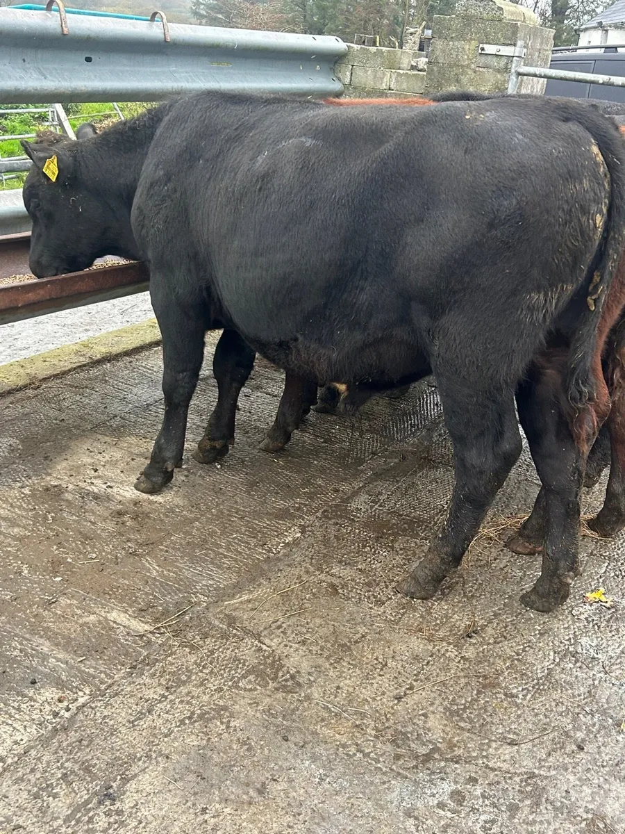 5 Angus bullocks 340kg - Image 4