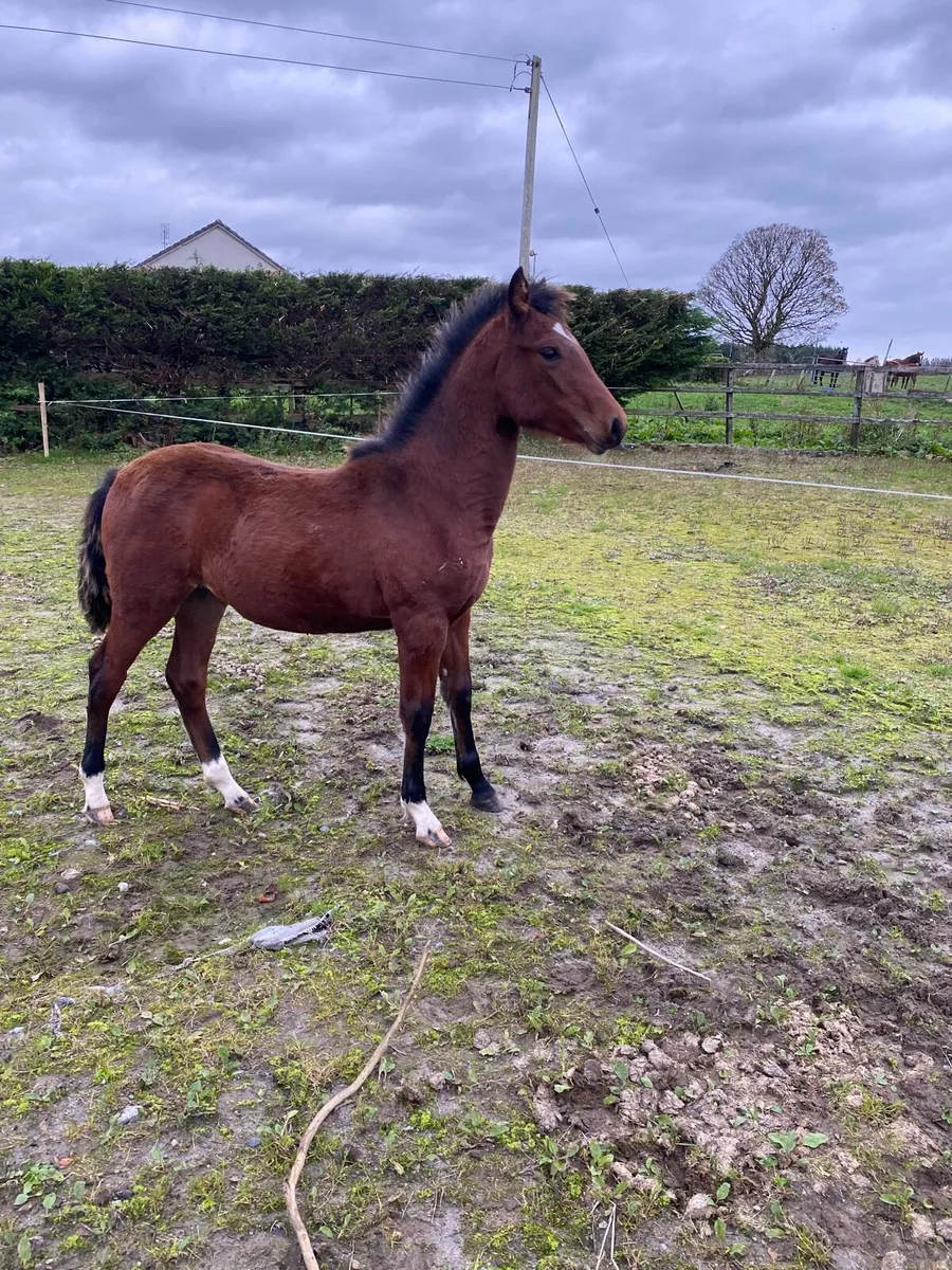 Connemara filly - Image 1
