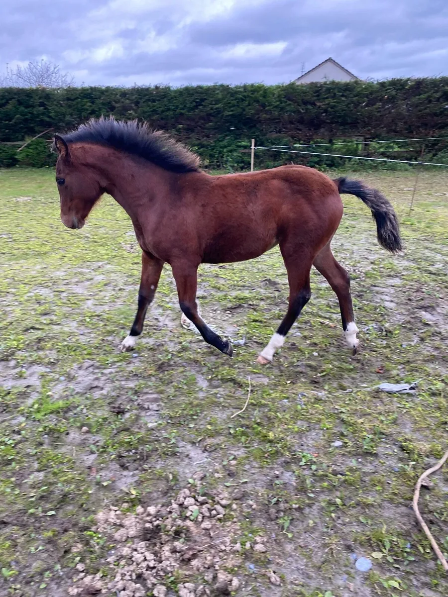 Connemara filly - Image 2