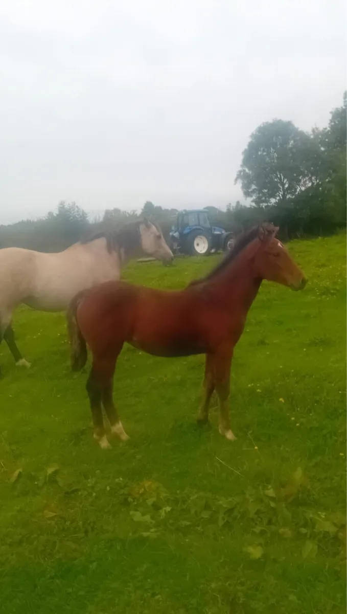 Connemara filly - Image 3
