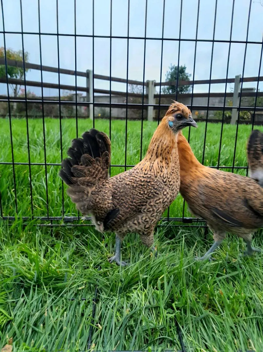 Silkie cross - Image 1
