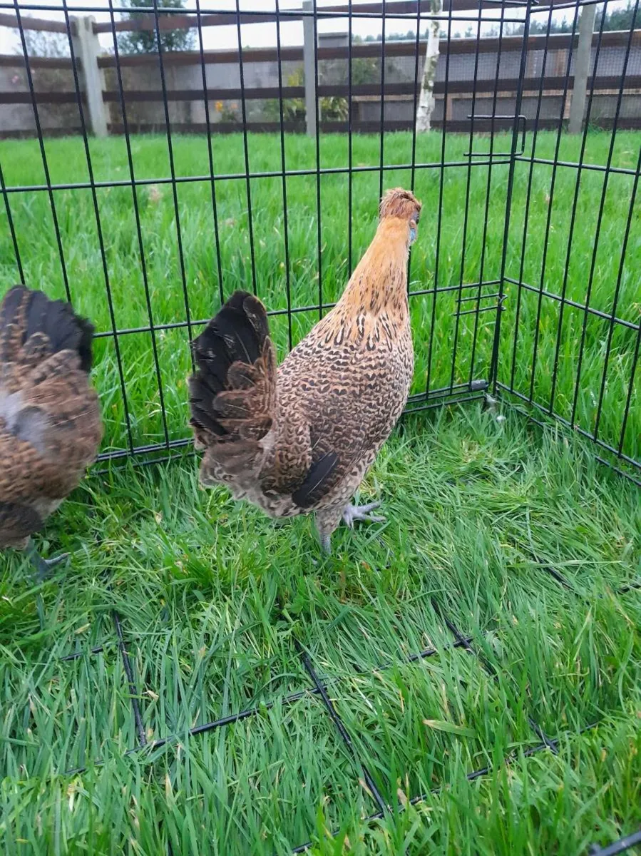 Silkie cross - Image 2
